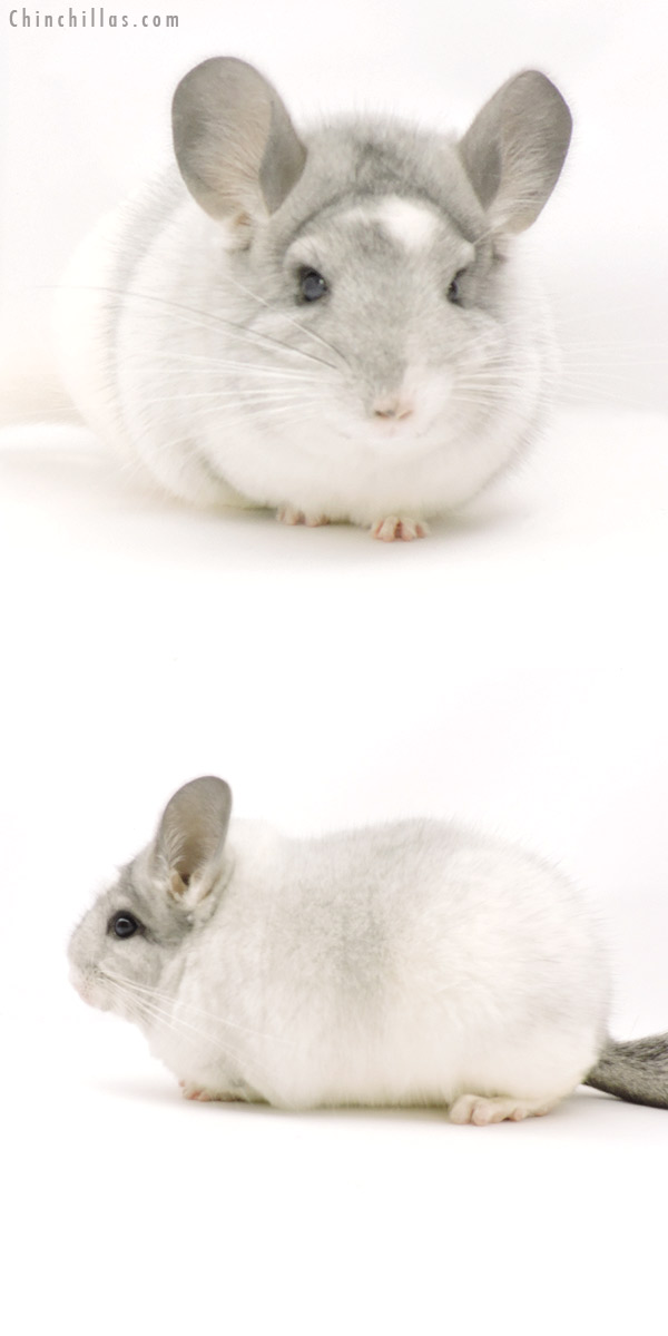 Chinchilla or related item offered for sale or export on Chinchillas.com - 19332 Blocky Premium Production Quality White Mosaic Female Chinchilla