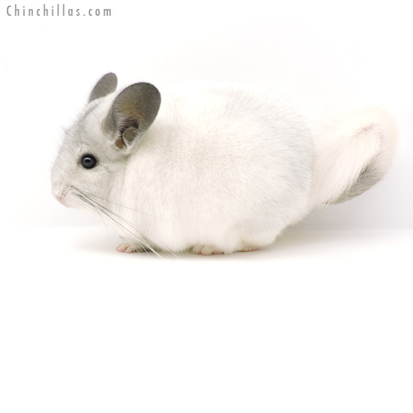 Chinchilla or related item offered for sale or export on Chinchillas.com - 19334 Show Quality White Mosaic Male Chinchilla