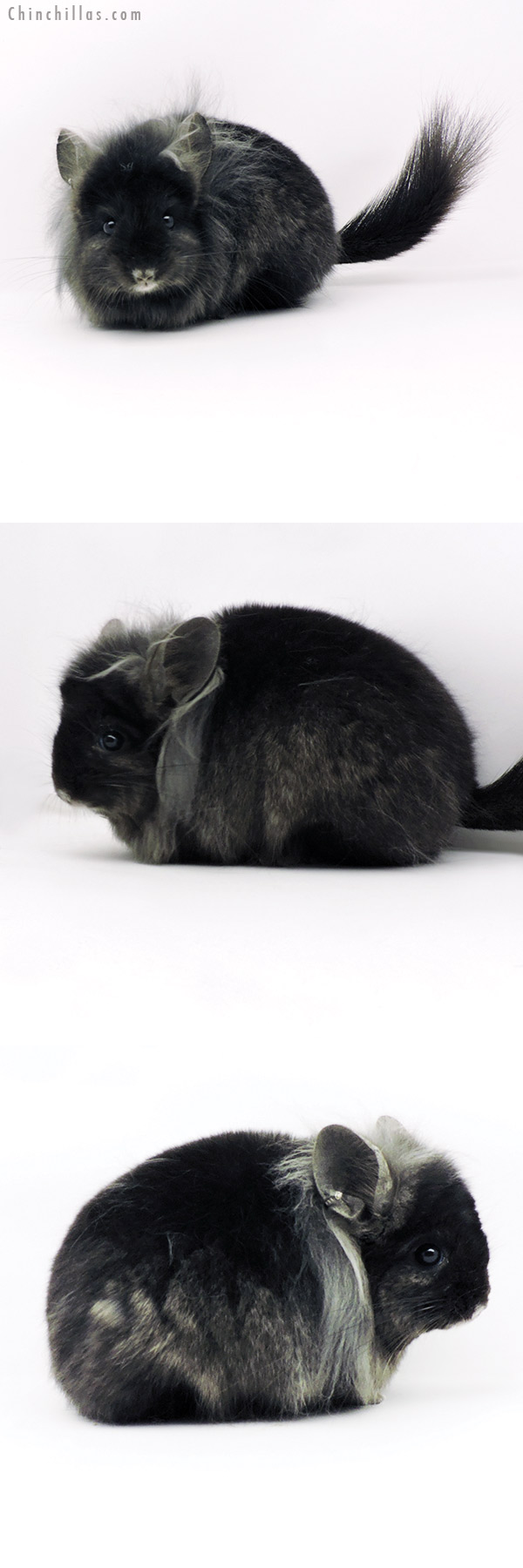 Chinchilla or related item offered for sale or export on Chinchillas.com - 19339 Ebony G2  Royal Persian Angora Male Chinchilla