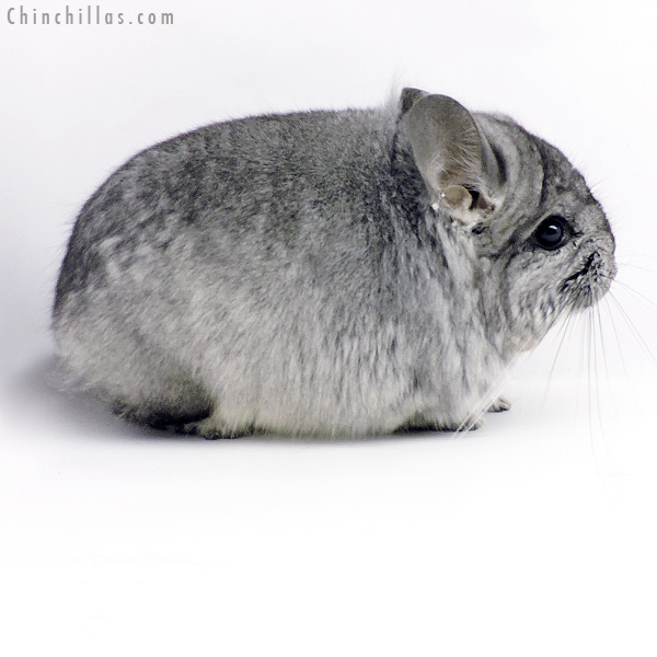 Chinchilla or related item offered for sale or export on Chinchillas.com - 19338 Blocky Standard ( Ebony & Locken Carrier )  Royal Persian Angora Male Chinchilla