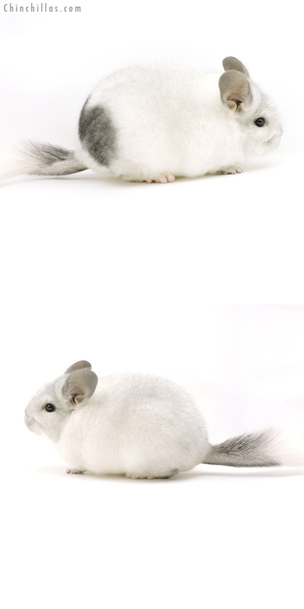 Chinchilla or related item offered for sale or export on Chinchillas.com - 19341 Premium Production Quality Unique White Mosaic Female Chinchilla