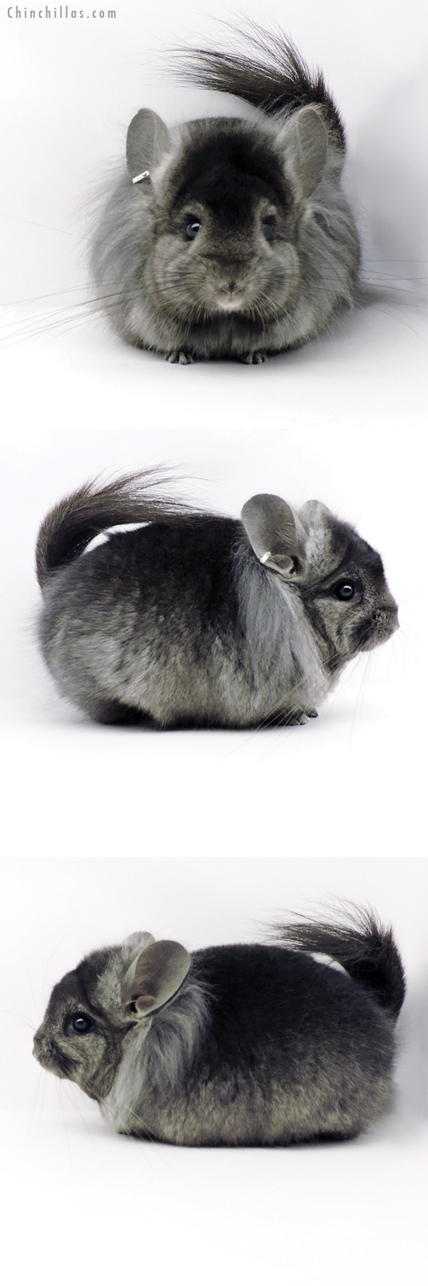 Chinchilla or related item offered for sale or export on Chinchillas.com - 19337 Ebony ( Locken Carrier ) G2  Royal Persian Angora Male Chinchilla
