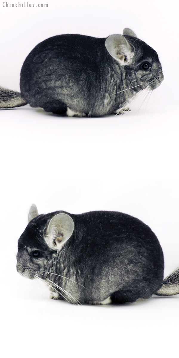 Chinchilla or related item offered for sale or export on Chinchillas.com - 19344 Large Blocky Herd Improvement Quality Standard Male Chinchilla