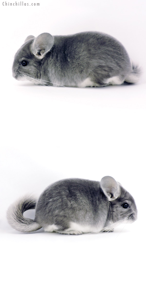 Chinchilla or related item offered for sale or export on Chinchillas.com - 19342 Top Show Quality Violet Male Chinchilla