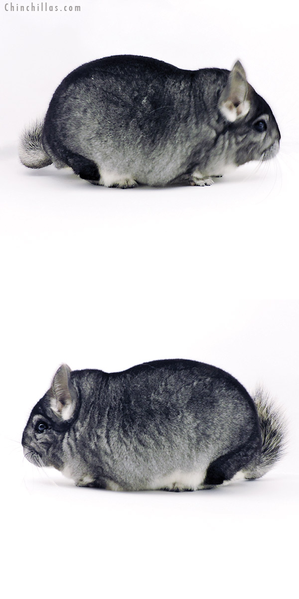 Chinchilla or related item offered for sale or export on Chinchillas.com - 19343 Large Blocky Herd Improvement Quality Standard Male Chinchilla