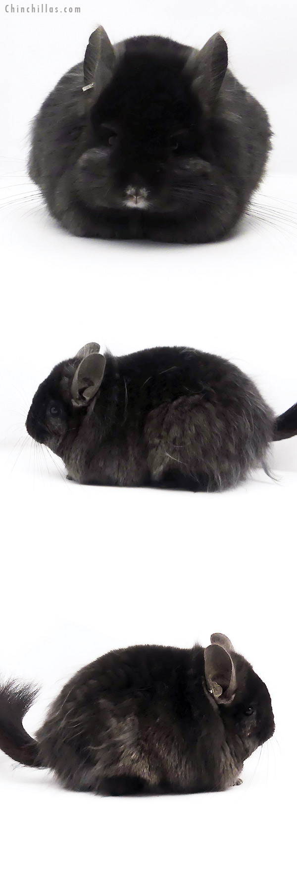 Chinchilla or related item offered for sale or export on Chinchillas.com - 19345 Ebony ( Locken Carrier ) G2  Royal Persian Angora Female Chinchilla
