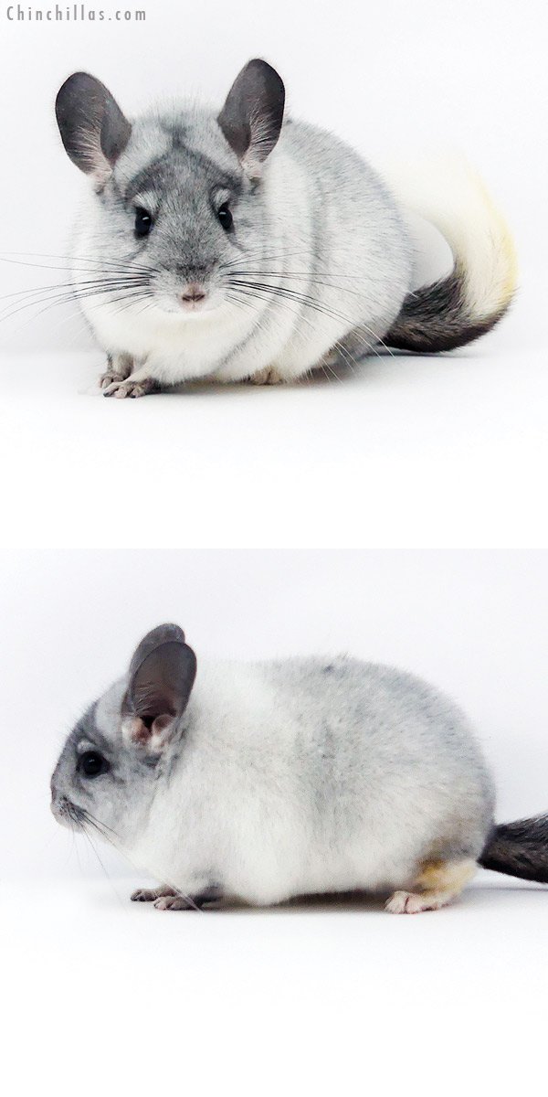 Chinchilla or related item offered for sale or export on Chinchillas.com - 19347 Premium Production Quality Ebony & White Mosaic Female Chinchilla