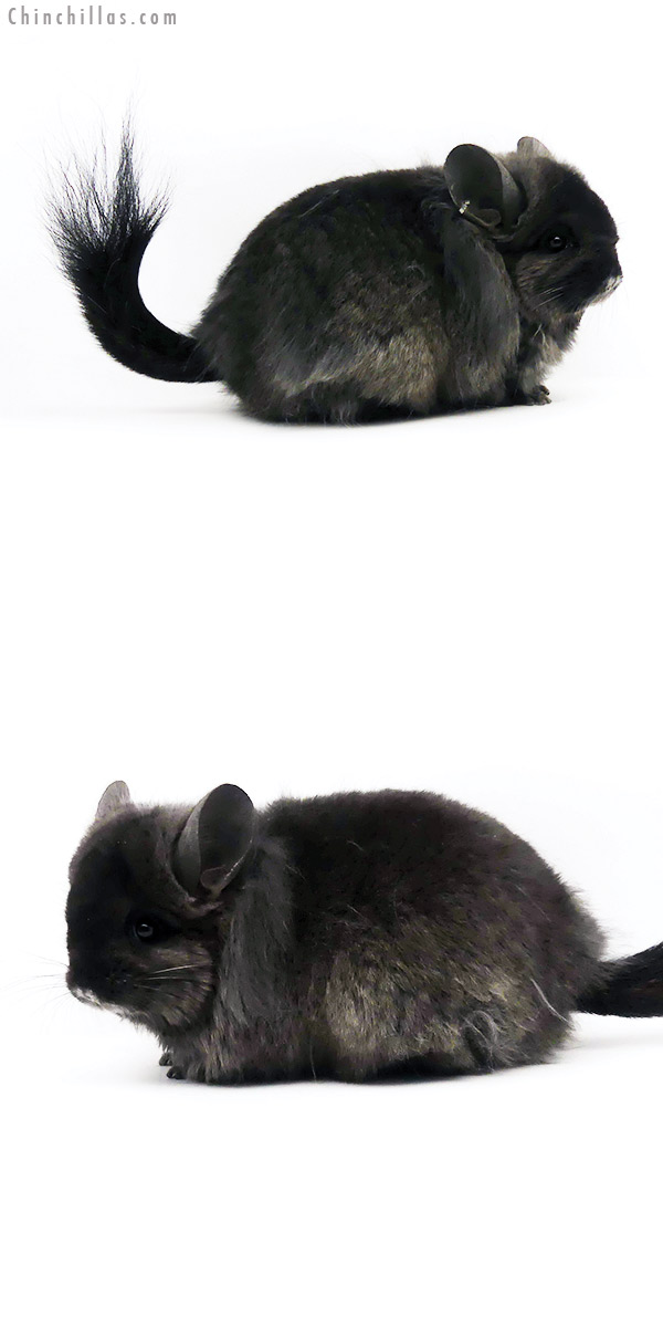 Chinchilla or related item offered for sale or export on Chinchillas.com - 19346 Ebony ( Locken Carrier ) G2  Royal Persian Angora Female Chinchilla