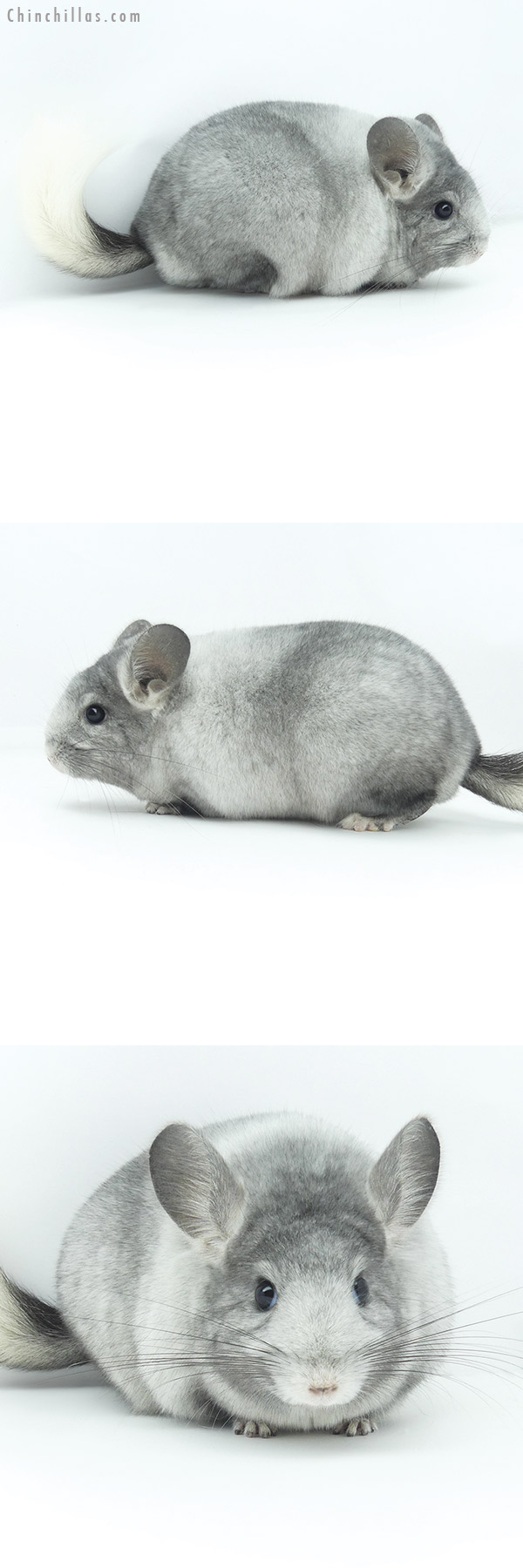 Chinchilla or related item offered for sale or export on Chinchillas.com - 19364 Blocky Premium Production Quality Ebony & White Mosaic ( Violet Carrier ) Female Chinchilla