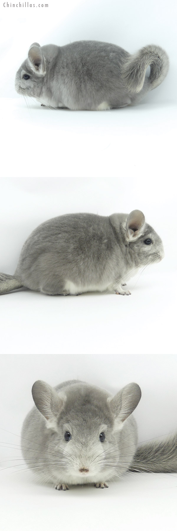 Chinchilla or related item offered for sale or export on Chinchillas.com - 19359 Large Blocky Premium Production Quality Violet Fading White Female Chinchilla