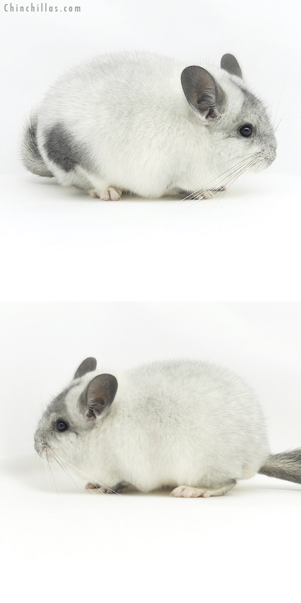 Chinchilla or related item offered for sale or export on Chinchillas.com - 19349 Herd Improvement Quality Unique Silver Mosaic Male Chinchilla