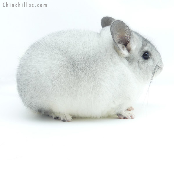 Chinchilla or related item offered for sale or export on Chinchillas.com - 19355 Show Quality Silver Mosaic Female Chinchilla