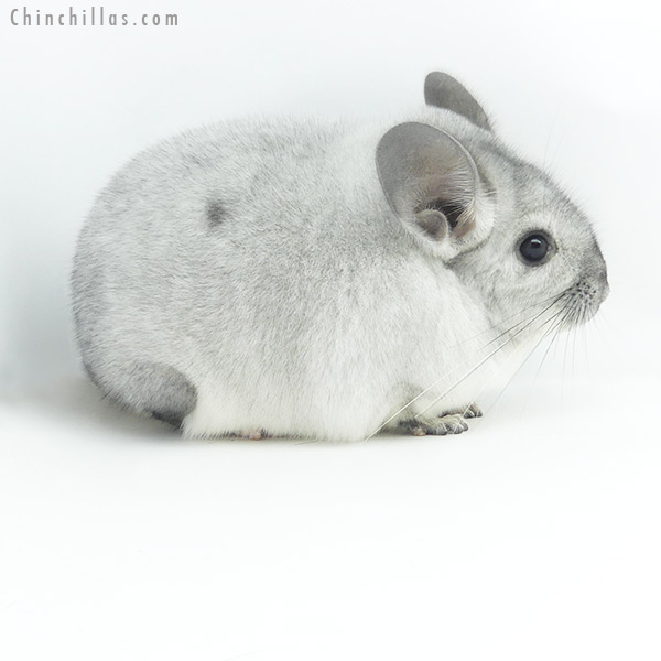 Chinchilla or related item offered for sale or export on Chinchillas.com - 19362 Large Premium Production Quality Silver Mosaic Female Chinchilla