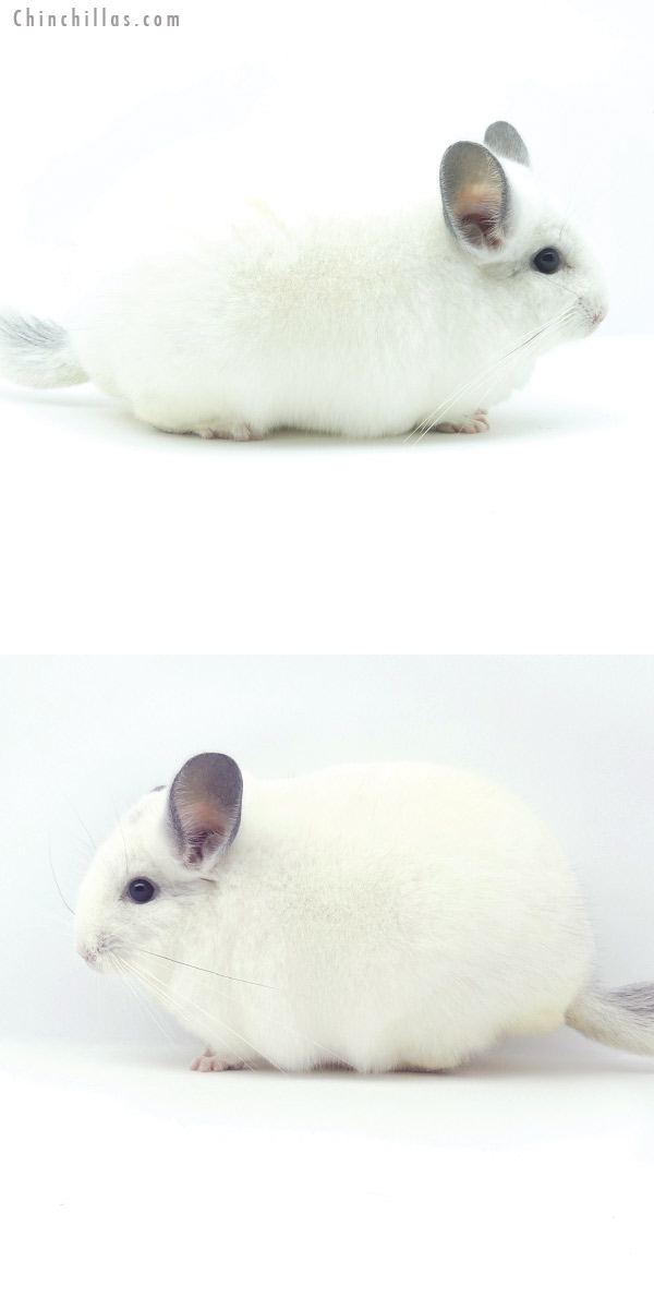 Chinchilla or related item offered for sale or export on Chinchillas.com - 19352 Blocky Herd Improvement Quality Predominantly White Male Chinchilla