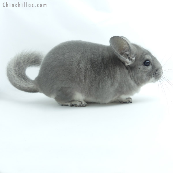 Chinchilla or related item offered for sale or export on Chinchillas.com - 19354 Top Show Quality Blue Diamond Male Chinchilla