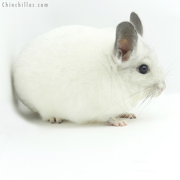 Chinchilla or related item offered for sale or export on Chinchillas.com - 19365 Herd Improvement Quality Predominantly White Male Chinchilla