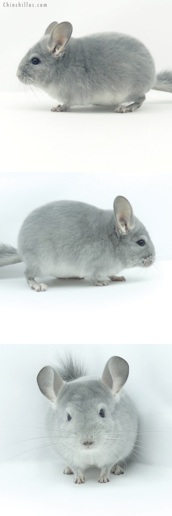 Chinchilla or related item offered for sale or export on Chinchillas.com - 19366 Show Quality Blue Diamond Male Chinchilla