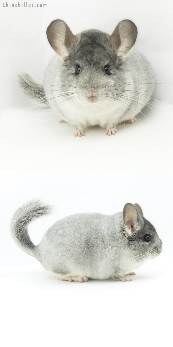 Chinchilla or related item offered for sale or export on Chinchillas.com - 19367 Herd Improvement Quality White Mosaic Male Chinchilla