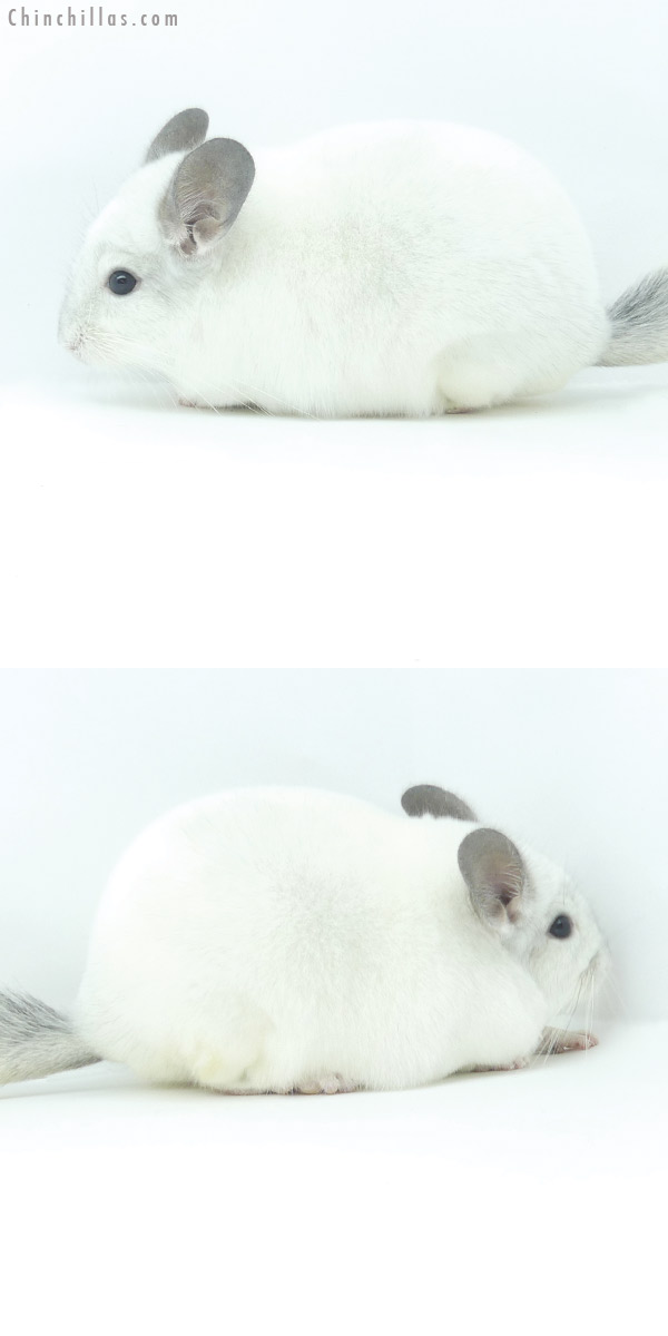 Chinchilla or related item offered for sale or export on Chinchillas.com - 19369 Herd Improvement Quality Predominantly White Male Chinchilla