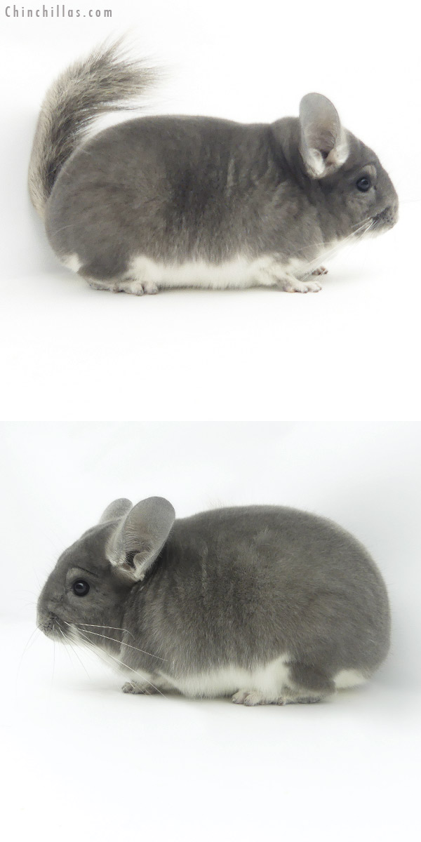 Chinchilla or related item offered for sale or export on Chinchillas.com - 19370 Blocky Herd Improvement Quality Violet Male Chinchilla