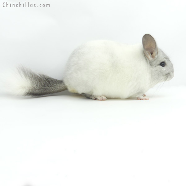 Chinchilla or related item offered for sale or export on Chinchillas.com - 19372 Herd Improvement Quality White Mosaic Male Chinchilla