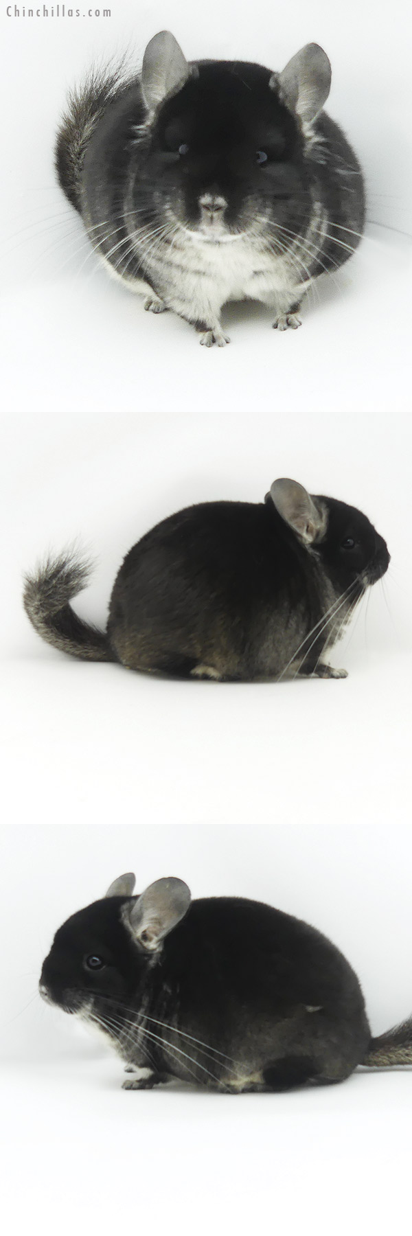 Chinchilla or related item offered for sale or export on Chinchillas.com - 19373 Exceptional Blocky Mini Black Velvet Male Chinchilla