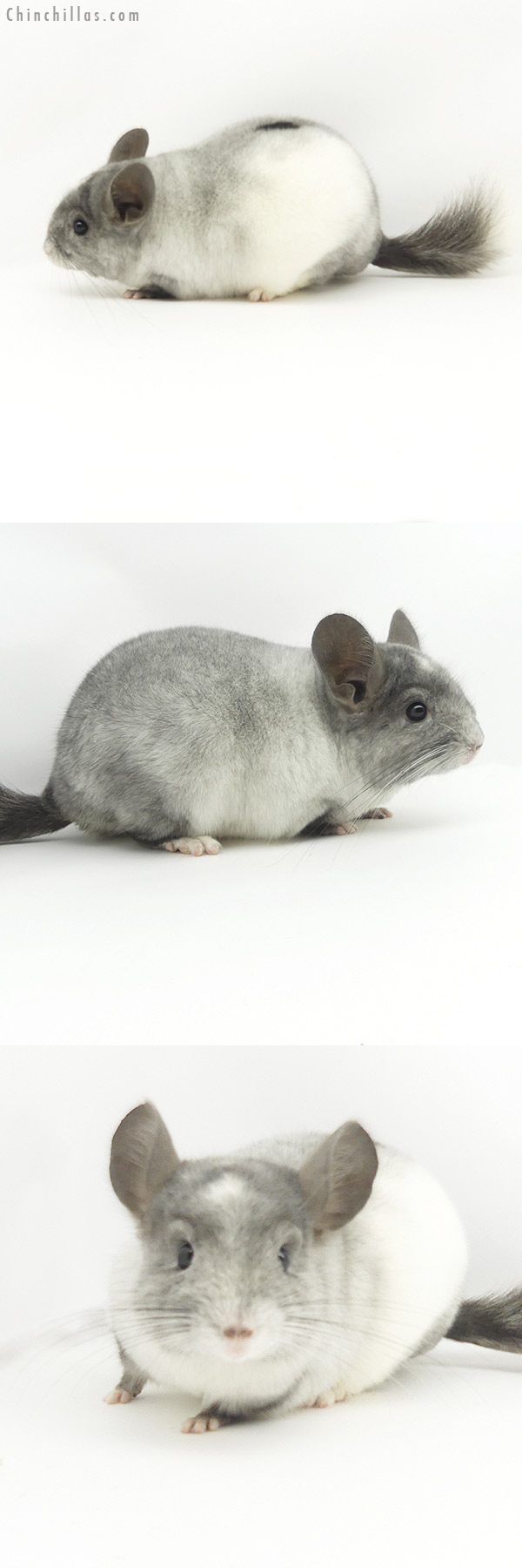 Chinchilla or related item offered for sale or export on Chinchillas.com - 19374 Show Quality Tri-tone White Mosaic Male Chinchilla