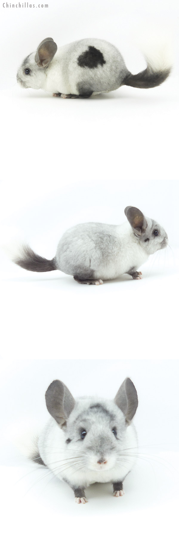 Chinchilla or related item offered for sale or export on Chinchillas.com - 19375 Extreme Ebony & White Mosaic ( Locken Carrier ) Male Chinchilla