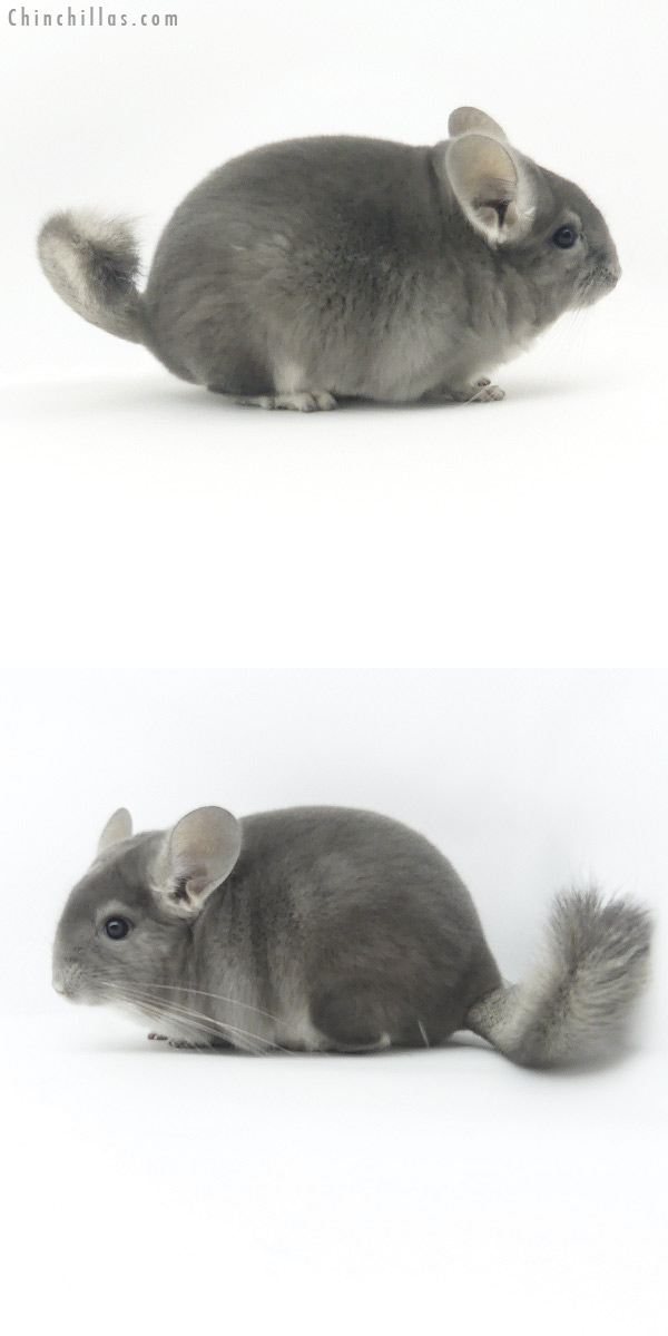 Chinchilla or related item offered for sale or export on Chinchillas.com - 19376 Herd Improvement Quality Violet Male Chinchilla