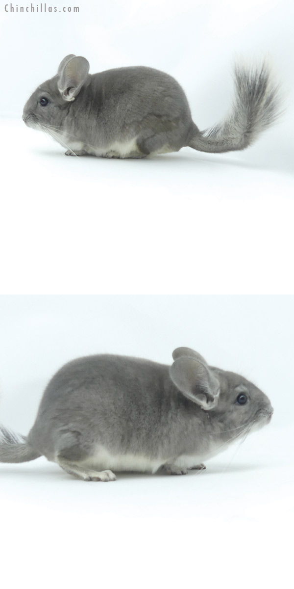 Chinchilla or related item offered for sale or export on Chinchillas.com - 19378 Show Quality Violet Male Chinchilla