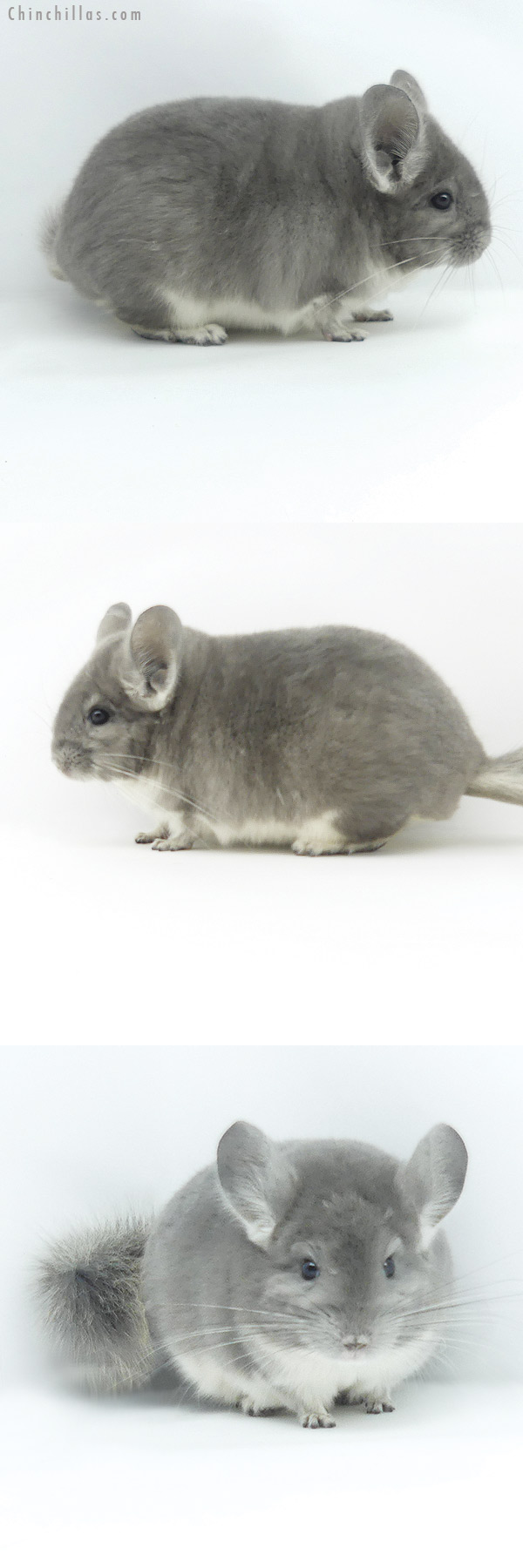 Chinchilla or related item offered for sale or export on Chinchillas.com - 19379 Blocky Show Quality Violet Male Chinchilla