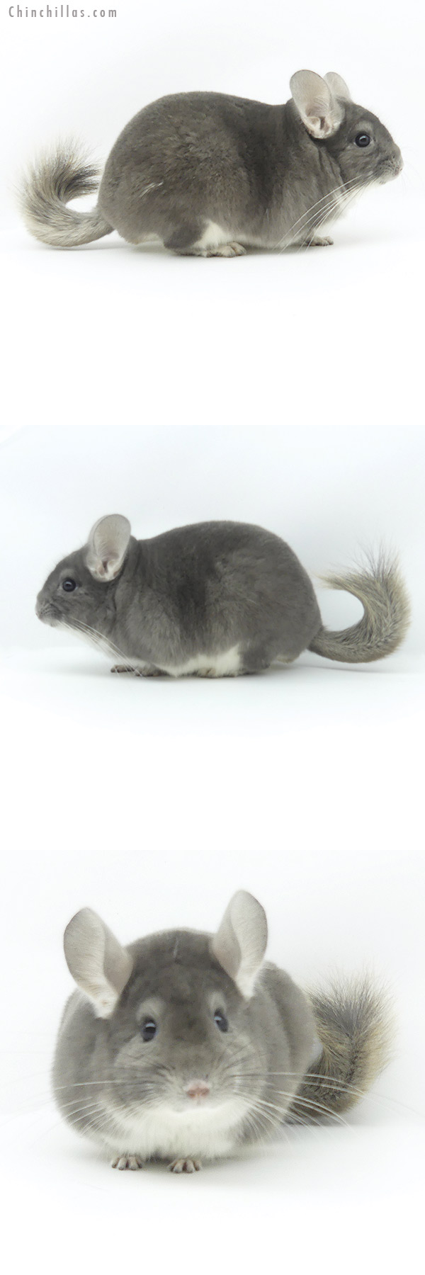 Chinchilla or related item offered for sale or export on Chinchillas.com - 19381 Top Show Quality Violet Male Chinchilla