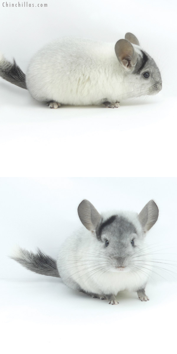 Chinchilla or related item offered for sale or export on Chinchillas.com - 19382 Show Quality Unique White Mosaic Female Chinchilla
