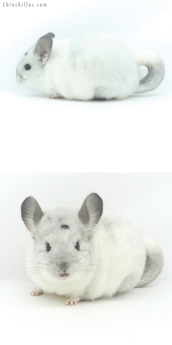 Chinchilla or related item offered for sale or export on Chinchillas.com - 19384 Premium Production Quality White Mosaic Female Chinchilla