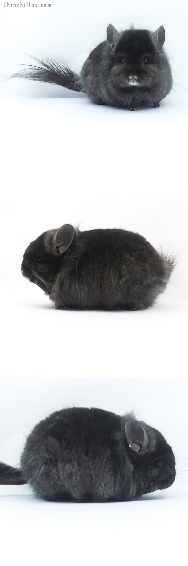 Chinchilla or related item offered for sale or export on Chinchillas.com - 19390 Exceptional Ebony ( Locken Carrier )  Royal Persian Angora Female Chinchilla