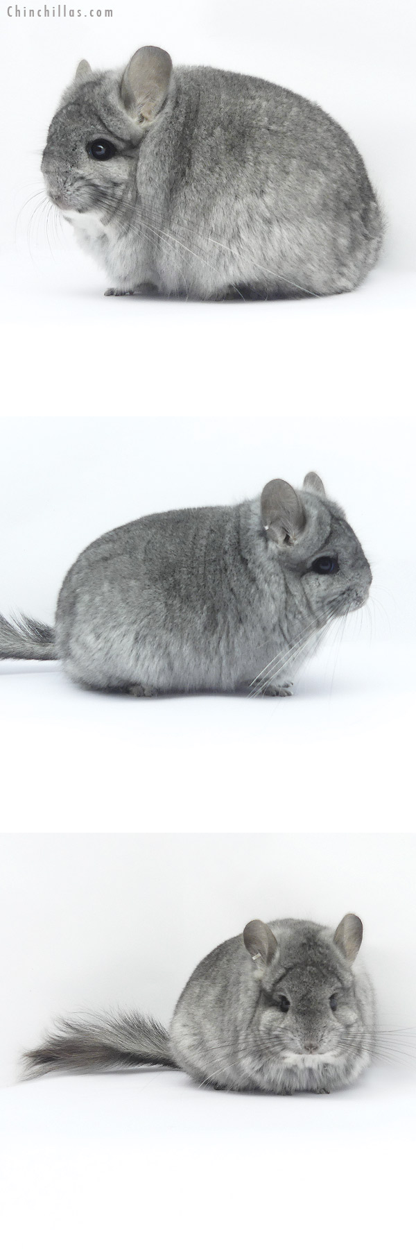 Chinchilla or related item offered for sale or export on Chinchillas.com - 19387 Blocky Standard  Royal Persian Angora Female Chinchilla