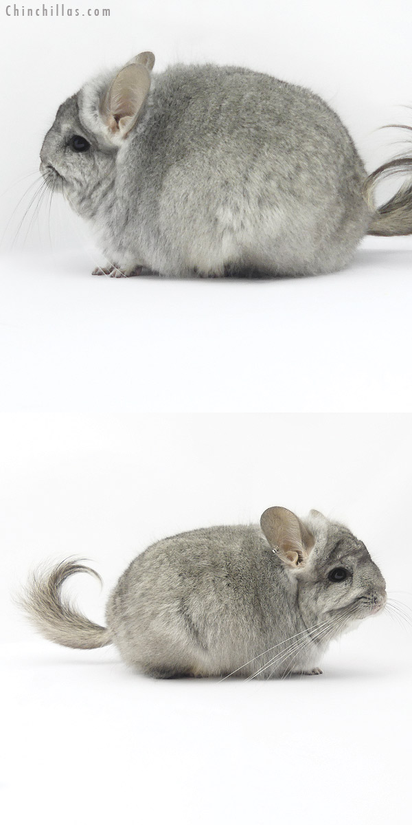 Chinchilla or related item offered for sale or export on Chinchillas.com - 19393 Standard ( Violet Carrier )  Royal Persian Angora Female Chinchilla