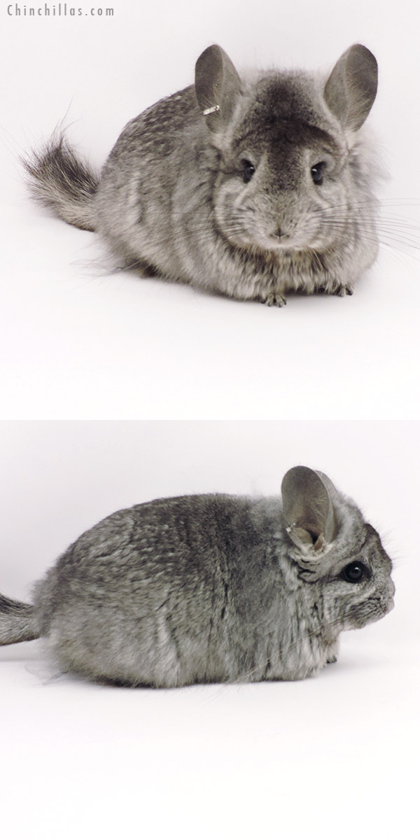Chinchilla or related item offered for sale or export on Chinchillas.com - 19314 Standard ( Ebony & Locken Carrier )  Royal Persian Angora Female Chinchilla