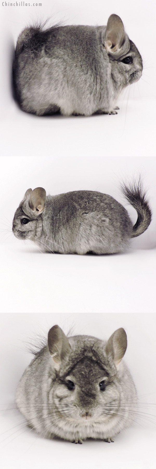 Chinchilla or related item offered for sale or export on Chinchillas.com - 19315 Standard  Royal Persian Angora Female Chinchilla