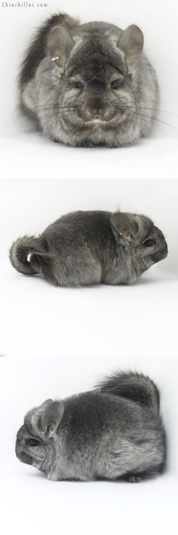 Chinchilla or related item offered for sale or export on Chinchillas.com - 19394 Ebony G2  Royal Persian Angora Female Chinchilla