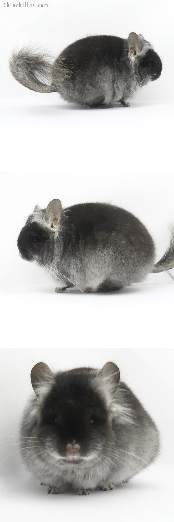 Chinchilla or related item offered for sale or export on Chinchillas.com - 19395 Brevi Type Black Velvet  Royal Persian Angora Female Chinchilla with Ear Tufts