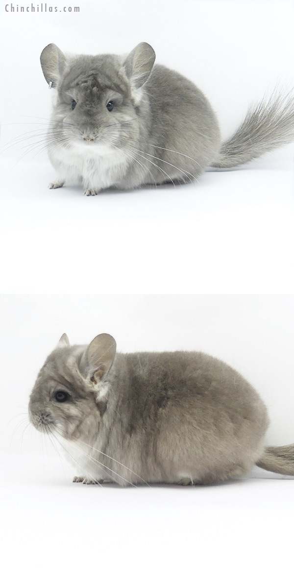 Chinchilla or related item offered for sale or export on Chinchillas.com - 19392 Blocky Violet  Royal Persian Angora Female Chinchilla