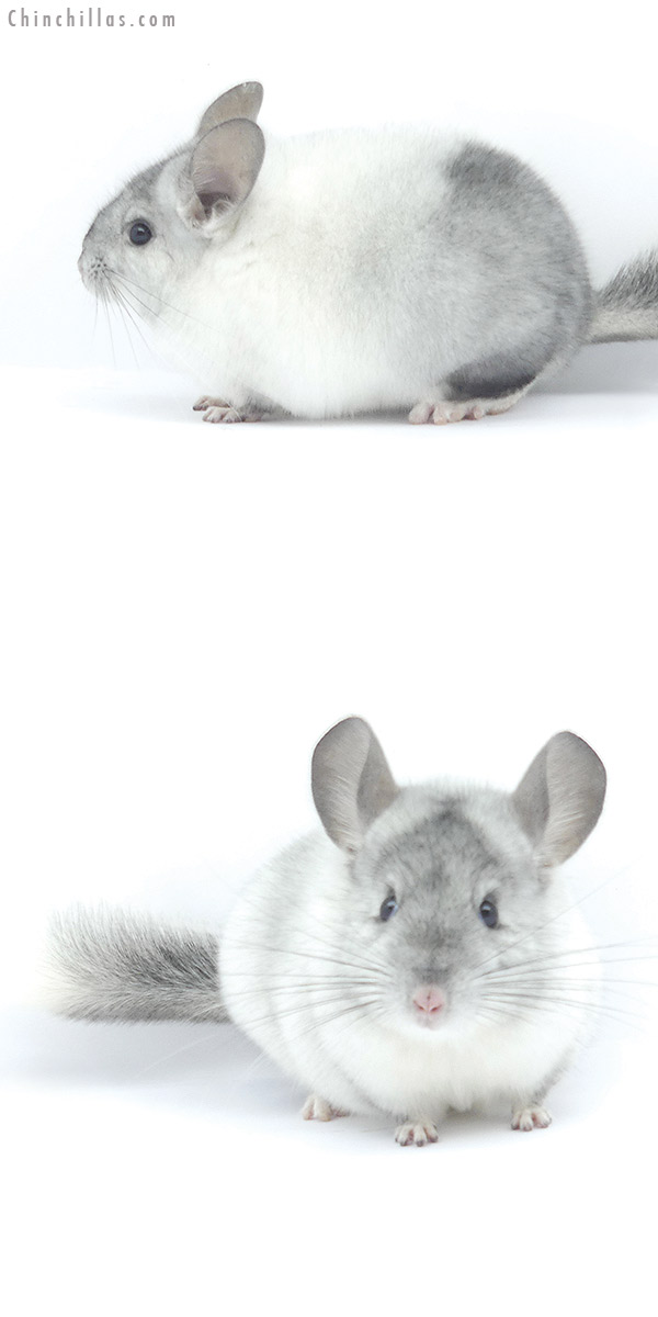 Chinchilla or related item offered for sale or export on Chinchillas.com - 19397 Show Quality Unique White Mosaic Male Chinchilla