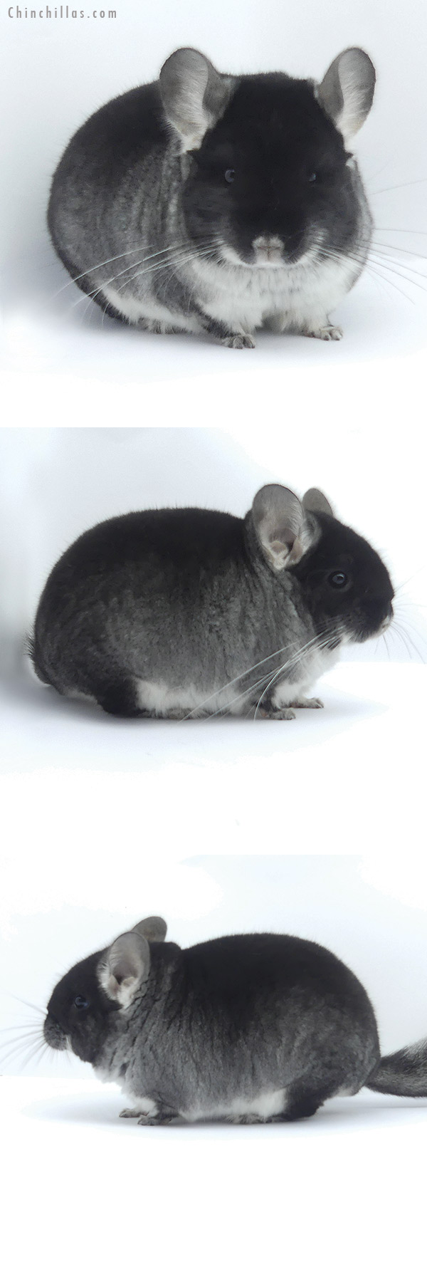 Chinchilla or related item offered for sale or export on Chinchillas.com - 19398 Brevi Type Show Quality Black Velvet Male Chinchilla