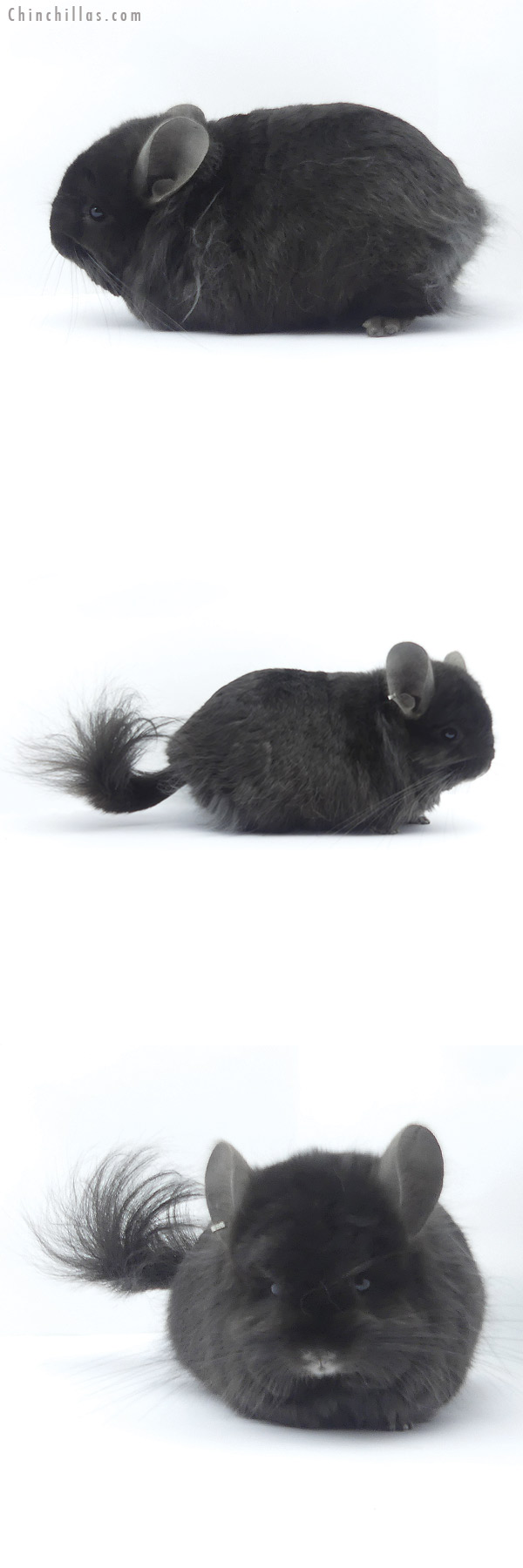 Chinchilla or related item offered for sale or export on Chinchillas.com - 19401 Brevi Type Ebony ( Locken Carrier ) G2  Royal Persian Angora Male Chinchilla