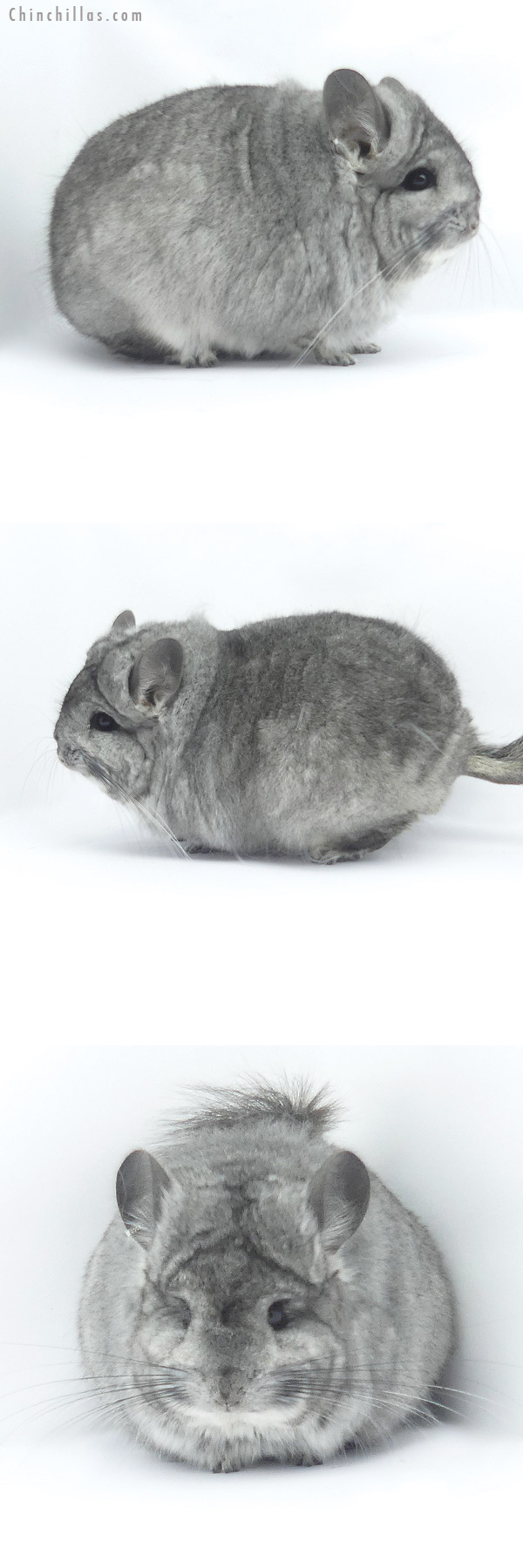 Chinchilla or related item offered for sale or export on Chinchillas.com - 19406 Exceptional Blocky Standard  Royal Persian Angora Male Chinchilla