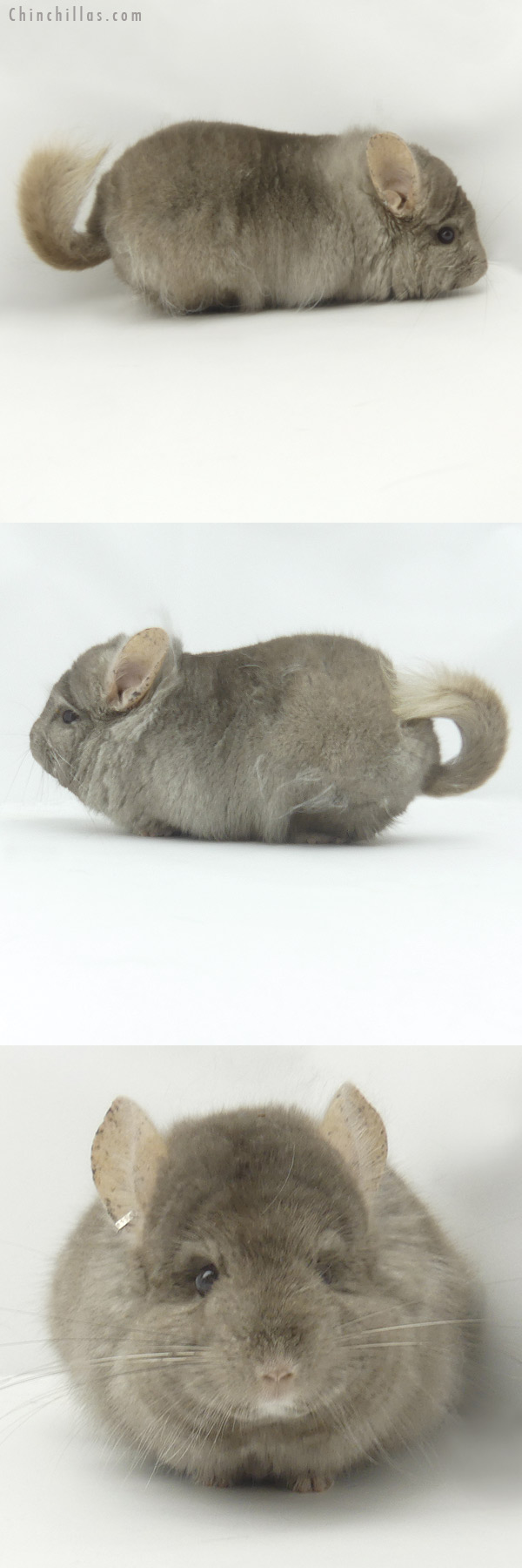 Chinchilla or related item offered for sale or export on Chinchillas.com - 19400 Tan  Royal Persian Angora Male Chinchilla