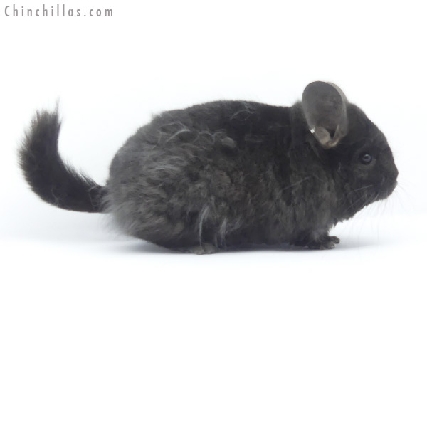 Chinchilla or related item offered for sale or export on Chinchillas.com - 19404 Exceptional Ebony  Royal Imperial Angora Male Chinchilla