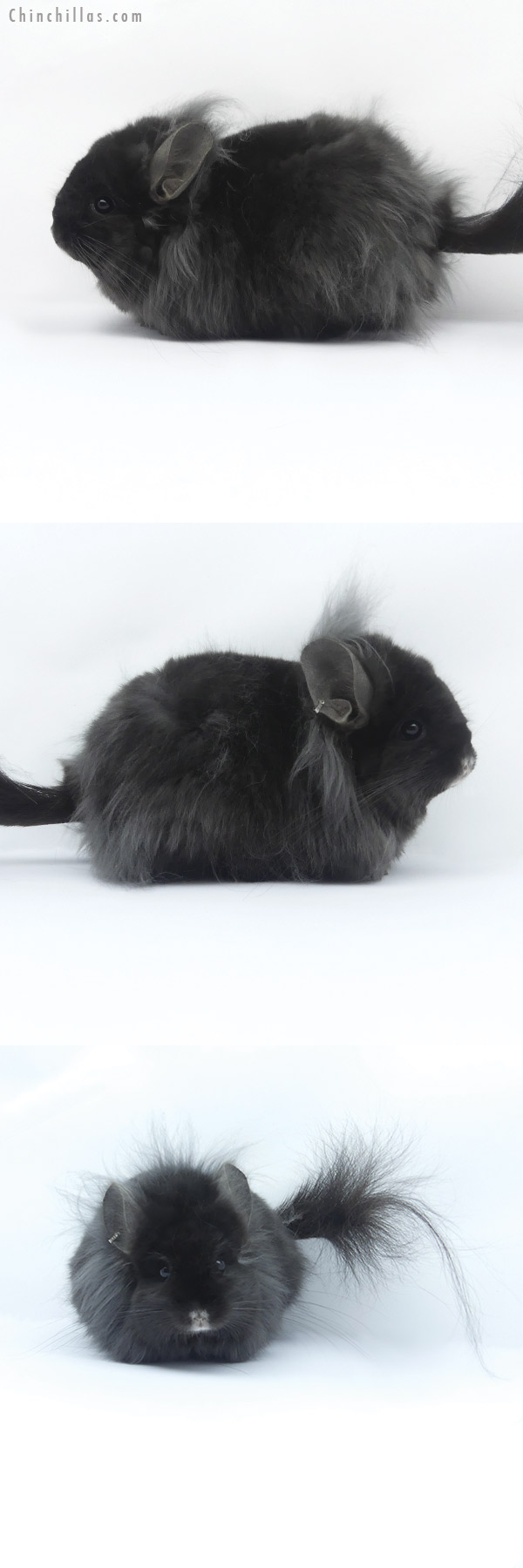 Chinchilla or related item offered for sale or export on Chinchillas.com - 19409 Large Ebony ( Locken Carrier ) G3  Royal Persian Angora Female Chinchilla