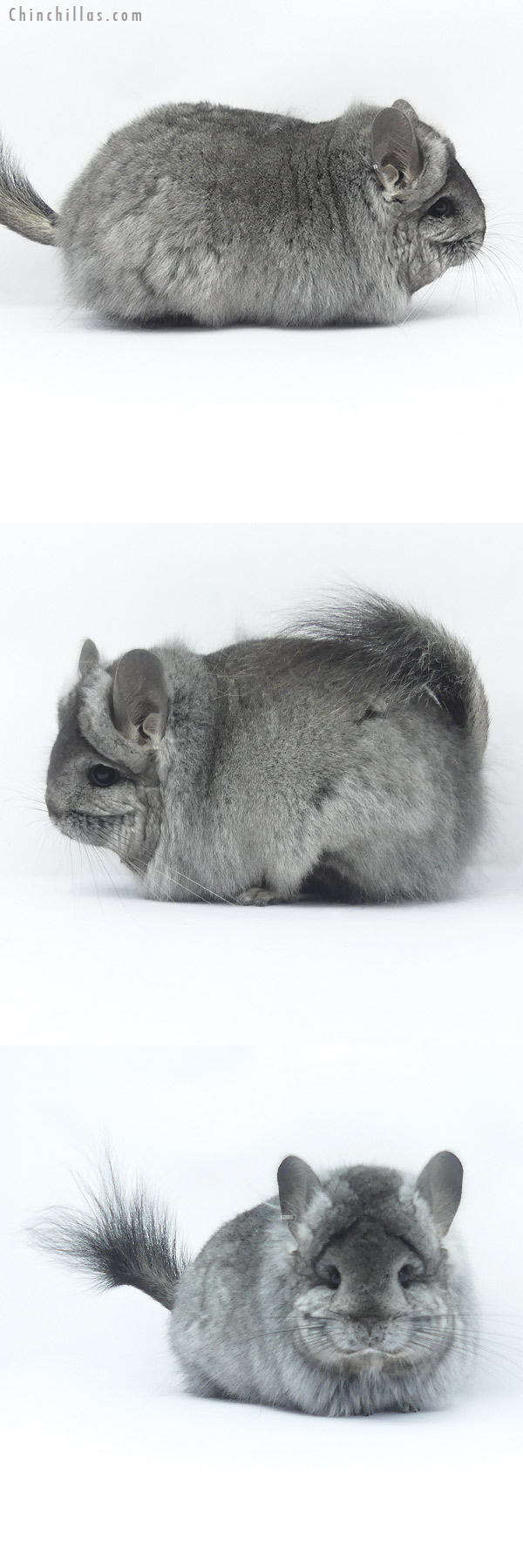 Chinchilla or related item offered for sale or export on Chinchillas.com - 19415 Large Blocky Standard ( Ebony & Locken Carrier ) G3  Royal Persian Angora Female Chinchilla